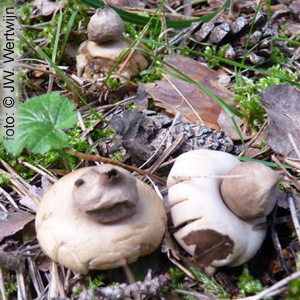Geastrum fimbriatum