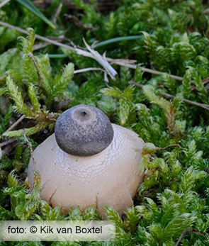 Tiny Earthstar (Geastrum minimum Schweinitz)