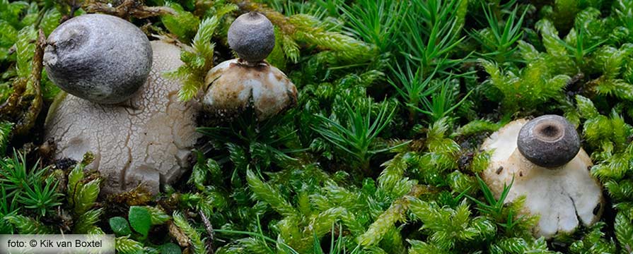 Tiny Earthstar (Geastrum minimum Schweinitz)