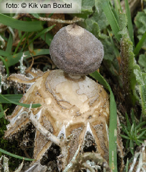 Tiny Earthstar (Geastrum minimum Schweinitz)