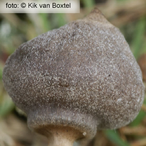 Tiny Earthstar (Geastrum minimum Schweinitz)
