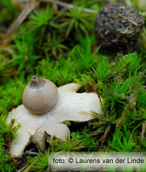 Tiny Earthstar (Geastrum minimum Schweinitz)