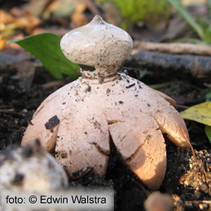 Geastrum pectinatum versus Geastrum striatum