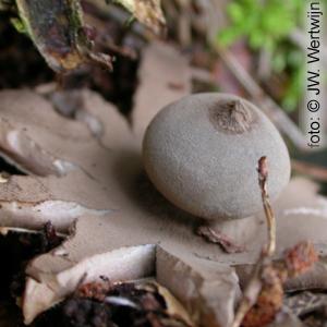 Geastrum pectinatum