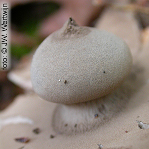 Geastrum pectinatum
