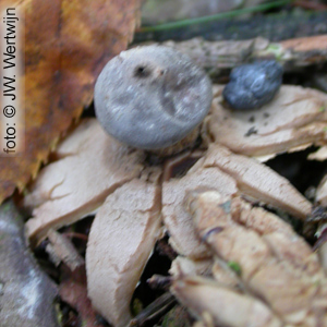 Geastrum pectinatum