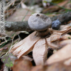 Beaked Earthstar