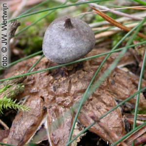 Geastrum pectinatum