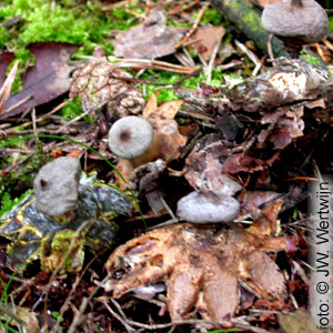 Geastrum pectinatum