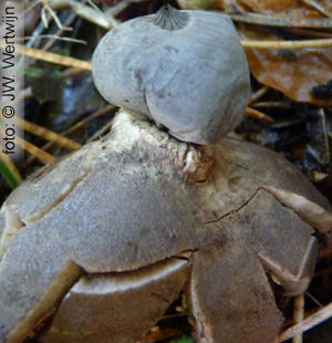 The opening between balloon and meaty cylinder make certain: this cannot be a Geastrum striatum