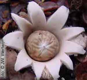 Rosy Earthstar