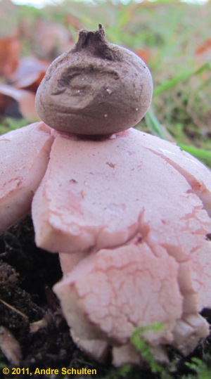 detail Rosy Earthstar, Geastrum rufescens, foto André Schulten
