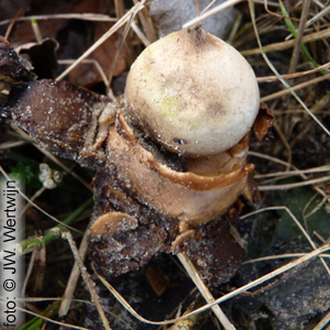 Geastrum saccatum