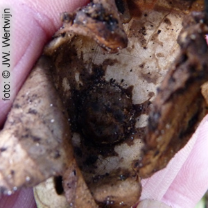 Felty Earthstar (Geastrum saccatum)