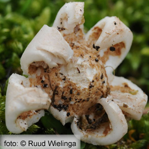Geastrum saccatum