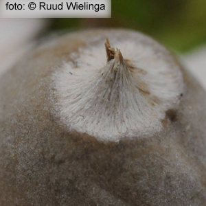 Felty Earthstar (Geastrum saccatum)