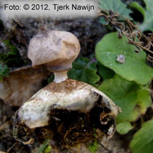 Dwarf Earthstar (Geastrum schmidelii)