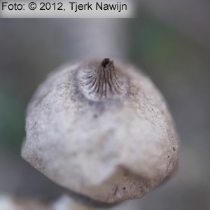 Dwarf Earthstar (Geastrum schmidelii)