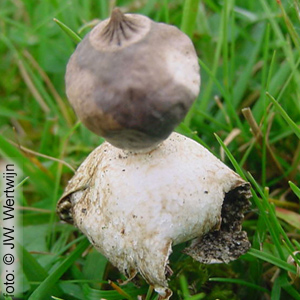 Dwarf Earthstar (Geastrum schmidelii)