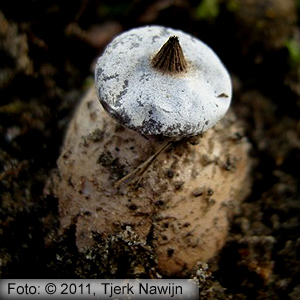 Striate Earthstar (Geastrum striatum)