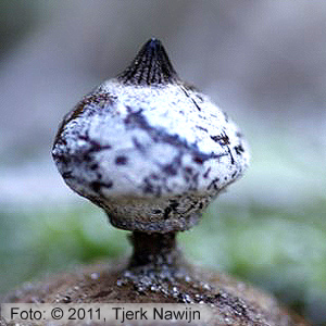 Striate Earthstar (Geastrum striatum)