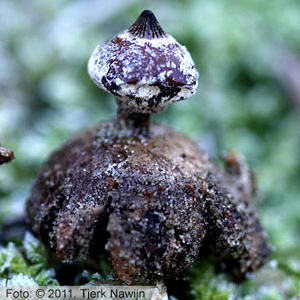 Striate Earthstar (Geastrum striatum)