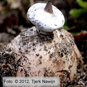Striate Earthstar (Geastrum striatum)