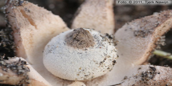 Striate Earthstar (Geastrum striatum)