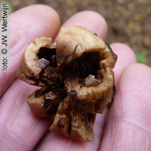 Geastrum triplex