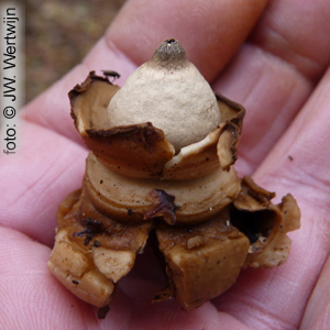Geastrum triplex