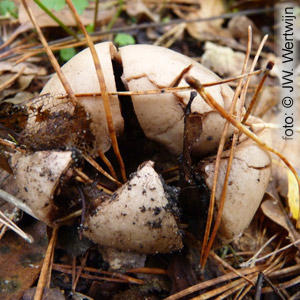 Geastrum triplex