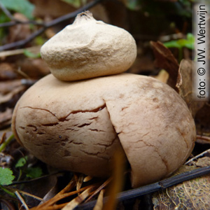 Geastrum triplex