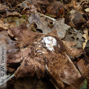 Onderkant Slippenkrans Collared Earthstar