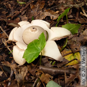 Gekraagde aardster (Geastrum triplex)