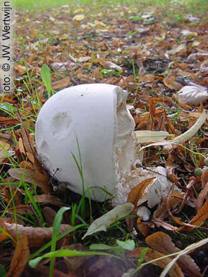 langermannia gigantea