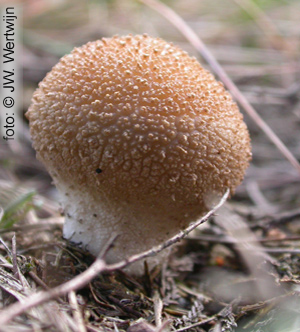 Lycoperdon foetidum