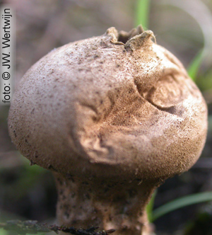 Lycoperdon foetidum