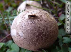 Lycoperdon foetidum