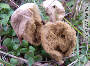 Lycoperdon foetidum