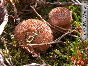 Lycoperdon foetidum