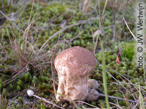 Lycoperdon foetidum