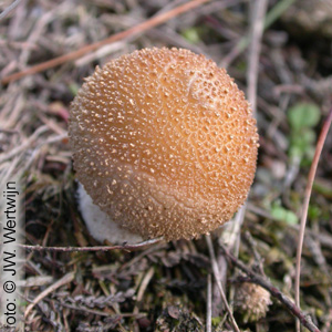 Lycoperdon foetidum