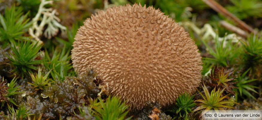 Lycoperdon foetidum