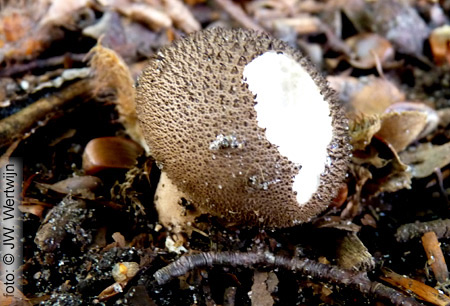 Lycoperdon foetidum