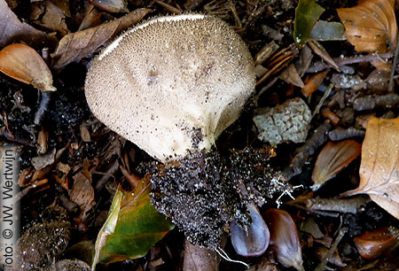 Lycoperdon foetidum