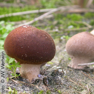 Lycoperdon lividum