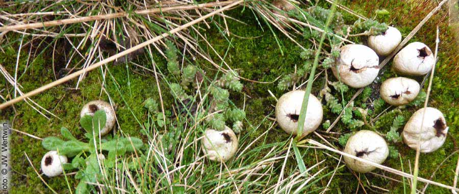 Melige stuifzwam (Lycoperdon lividum)