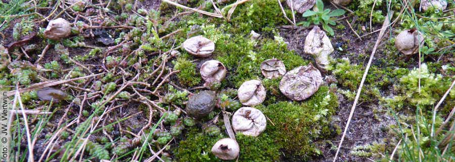 Melige stuifzwam (Lycoperdon lividum)