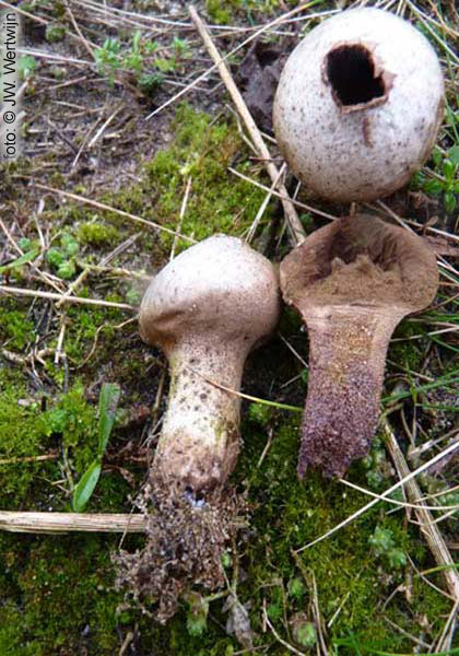 Melige stuifzwam (Lycoperdon lividum)
