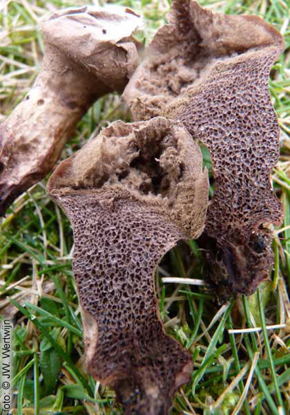 Melige stuifzwam (Lycoperdon lividum)